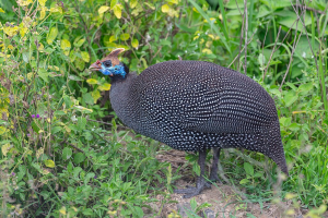 trainerbiikip.gnomio.com